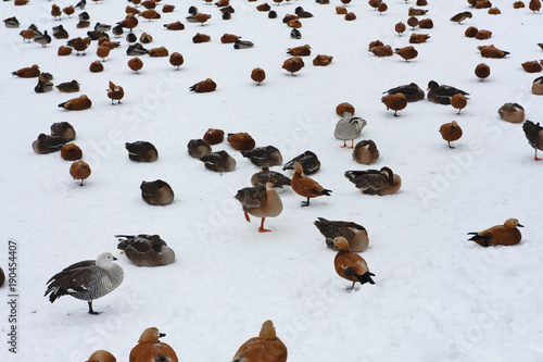 Ducks and other waterfowl on the frozen pond in winter
