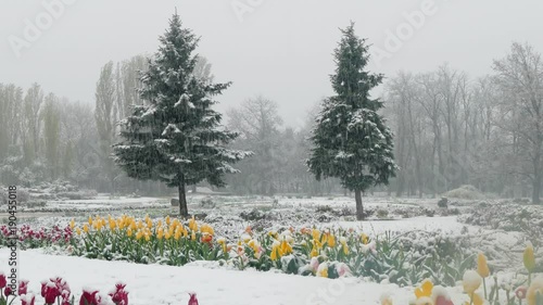 Multicolored tulips in the park are covered with snow