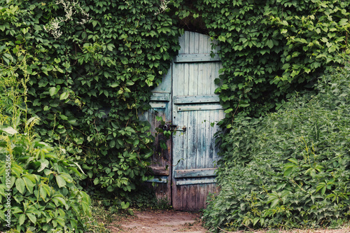 A vintage door with is ivy covered.