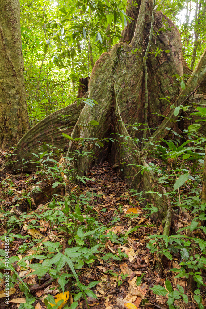 Buttress tree roots in rainforest Borneo Malaysia Buttress tree roots in rainforest Borneo Malaysia