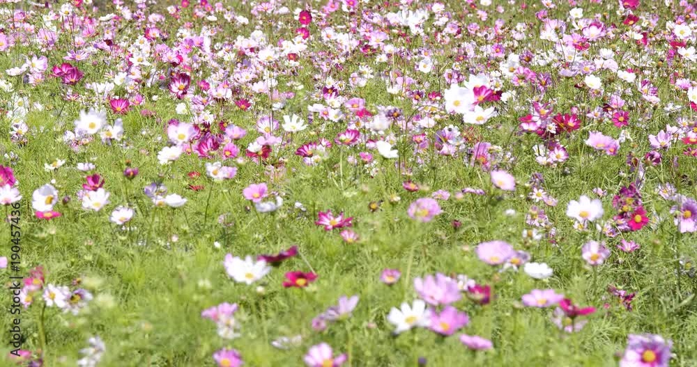 Cosmos Flower field Cosmos Flower field