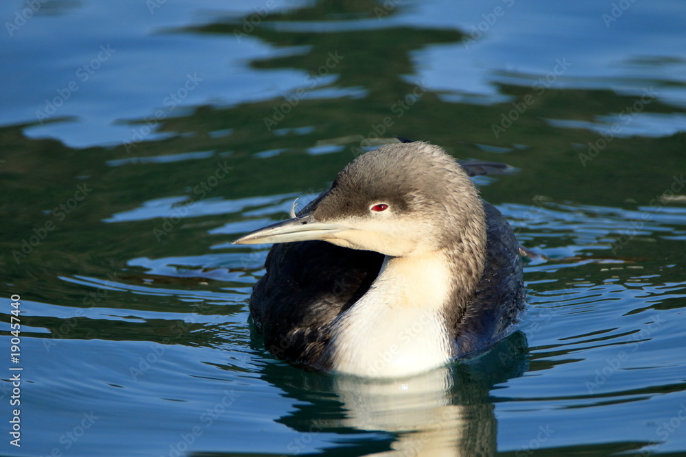 野鳥 カイツブリ