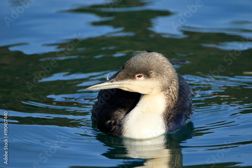 Obraz na płótnie 野鳥 カイツブリ w salonie