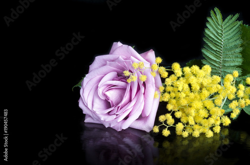 Purple rose and a sprig of Mimosa on a black background with reflection