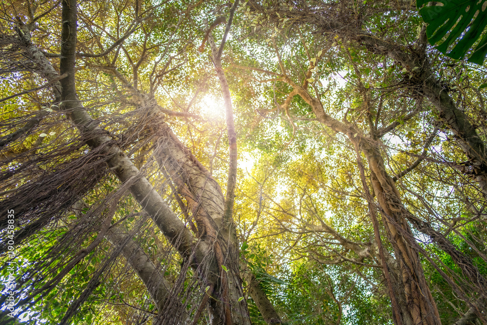 Fototapeta premium patrząc w głąb dżungli - drzewa w lesie deszczowym