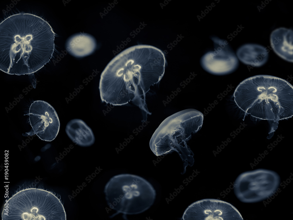 Fototapeta premium białe meduzy na czarnym tle