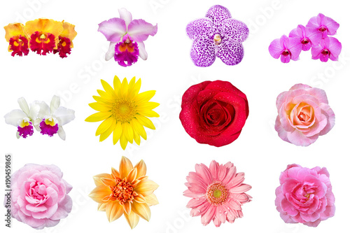 Flower collection isolated on white