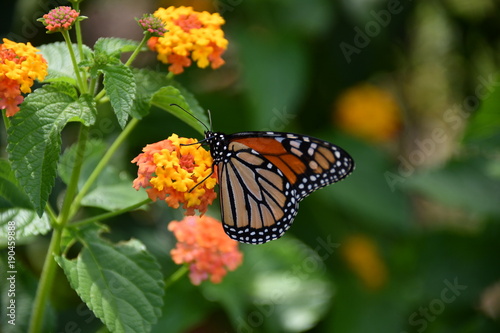 Butterfly,Insect,Nature,Garden,Flower © Galvin