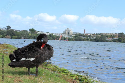 Black Swan by lakeside