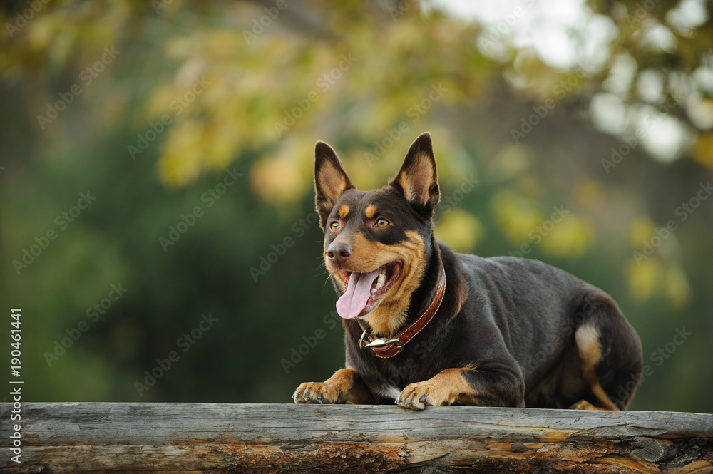 Australian Kelpie dog lying down on wood table in natural environment Australian Kelpie dog lying down on wood table in natural environment