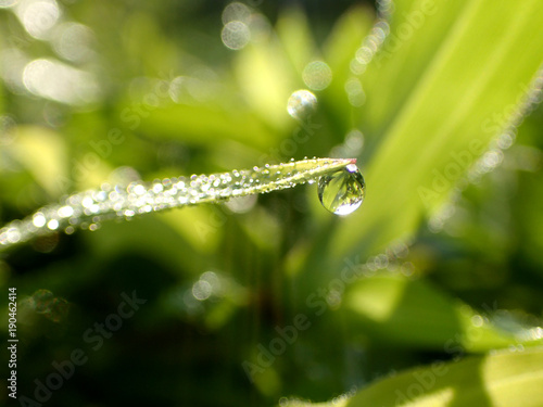 dew on the plants in the morning