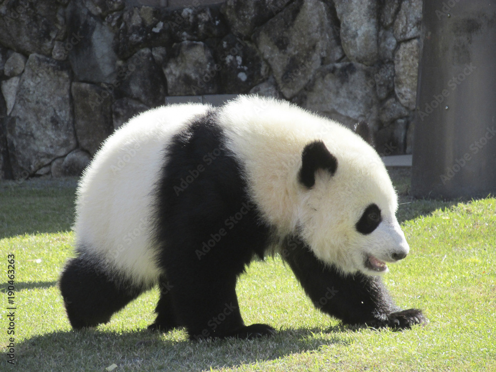 Obraz premium パンダ