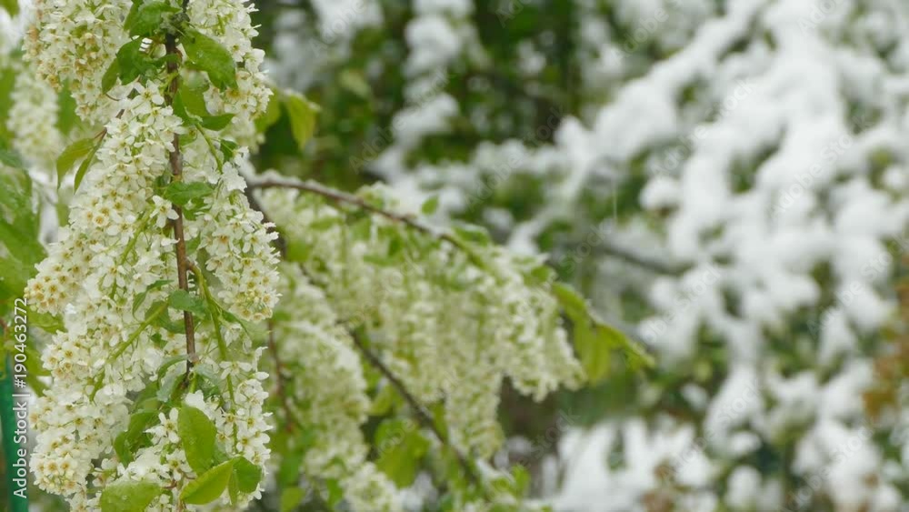 White inflorescences freeze during a snowfall White inflorescences freeze during a snowfall
