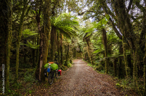 Rainforest bike ride