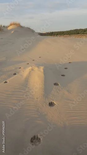 Obraz Wolves on the dunes