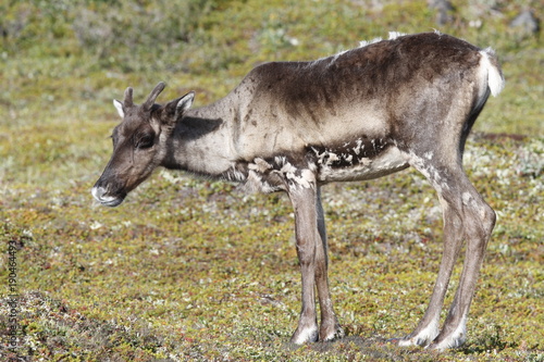 Young barren-ground caribou standing on the green tundra in August