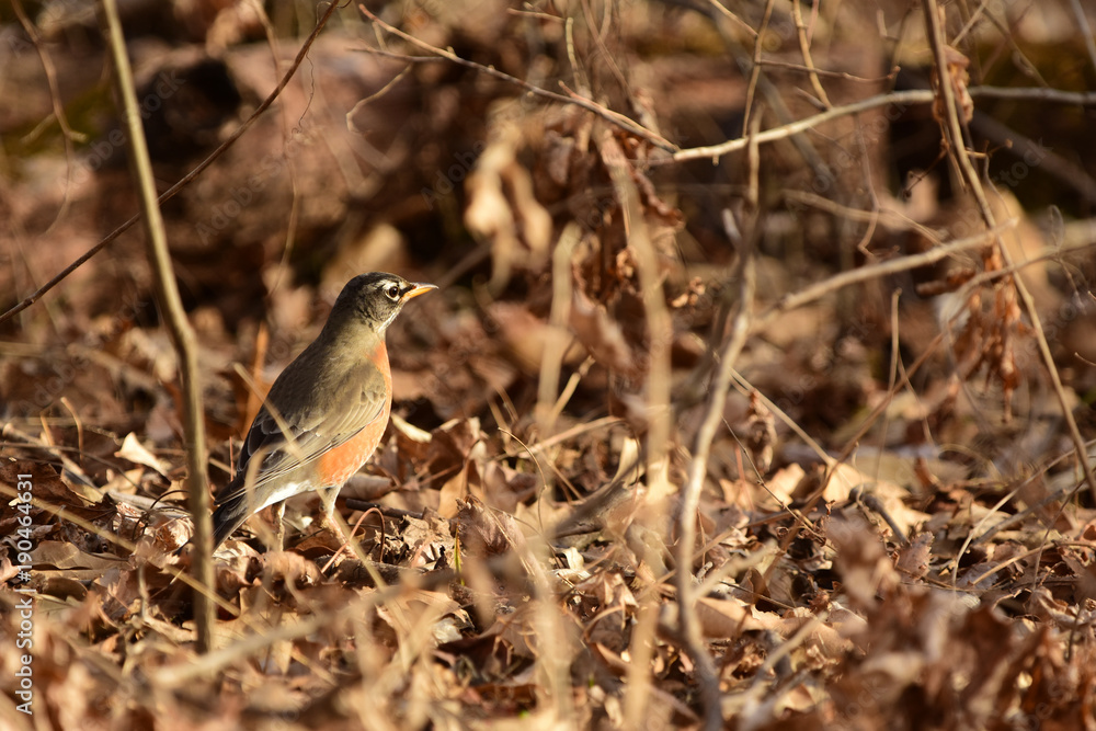 Turdus migratorius Turdus migratorius