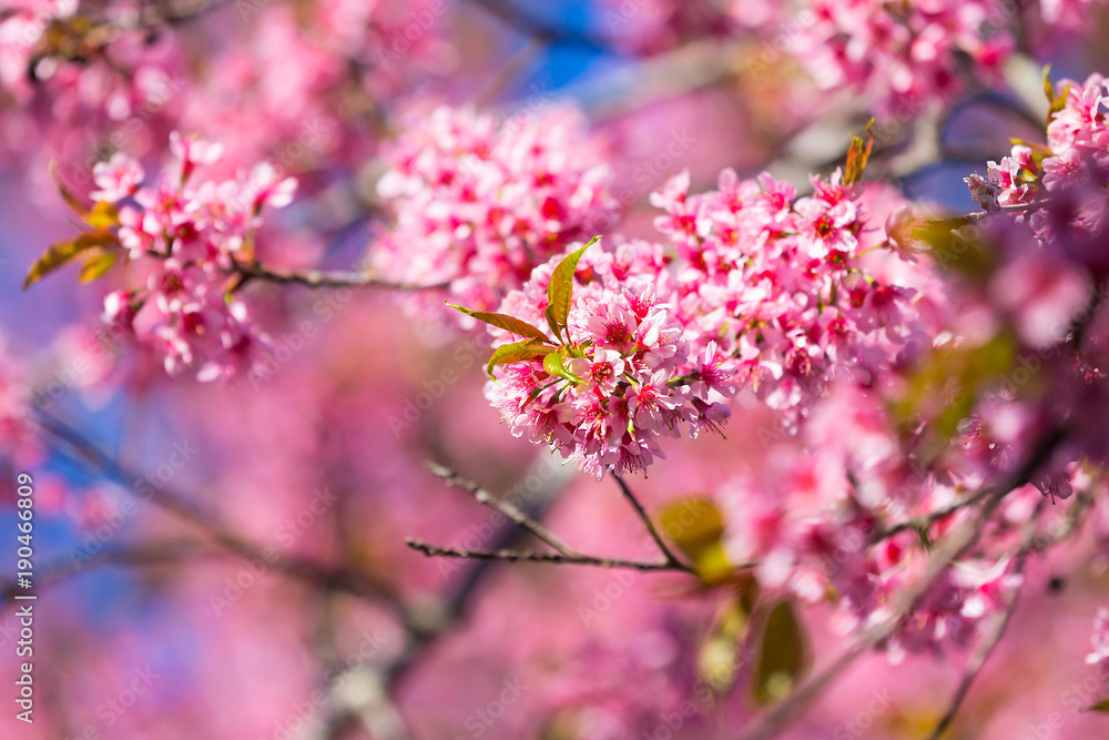 Sakura flower or Cherry blossom in the park,nature background Sakura flower or Cherry blossom in the park,nature background