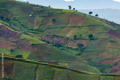 Argapura onion plantations, Indonesia  photo