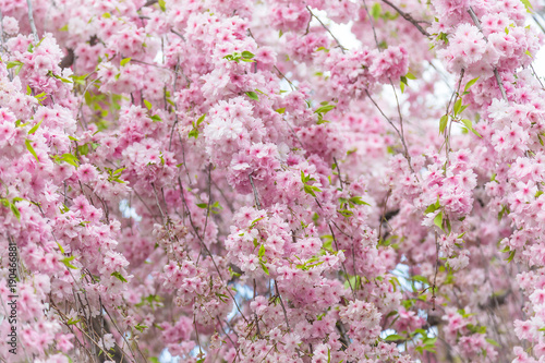 Sakura flower or Cherry blossom in the park nature background