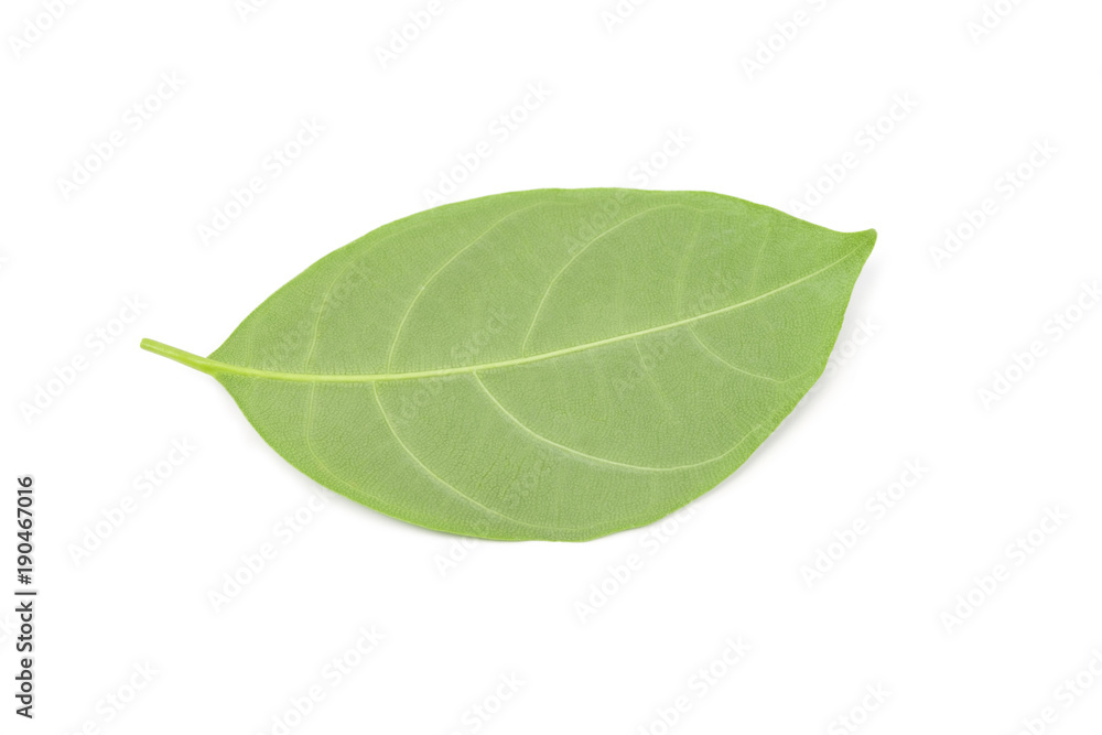 Obraz premium Green leaf isolated on white background