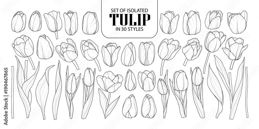 Fototapeta Zestaw izolowanych tulipanów w 30 stylach. Ilustracja wektorowa ładny wyciągnąć rękę kwiat w czarny kontur i biały samolot.