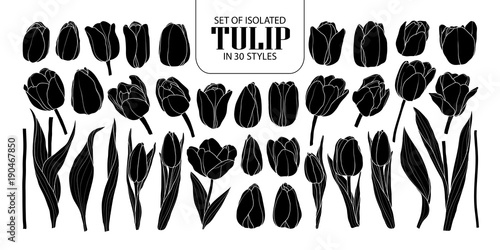 Set of isolated silhouette Tulip in 30 styles. Cute hand drawn flower vector illustration in white outline and black plane.