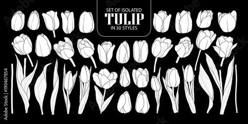 Set of isolated white silhouette Tulip in 30 styles. Cute hand drawn flower vector illustration in white plane and no outline.