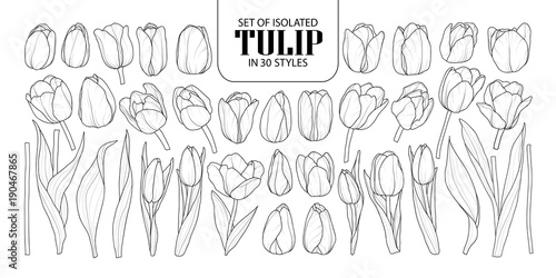 Set of isolated Tulip in 30 styles. Cute hand drawn flower vector illustration in black outline and white plane.