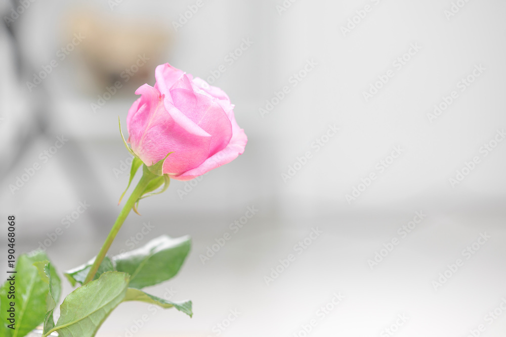 Pink rose on wood background with copy space.