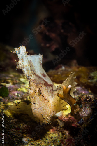 Leaf Scorpion Fish photo