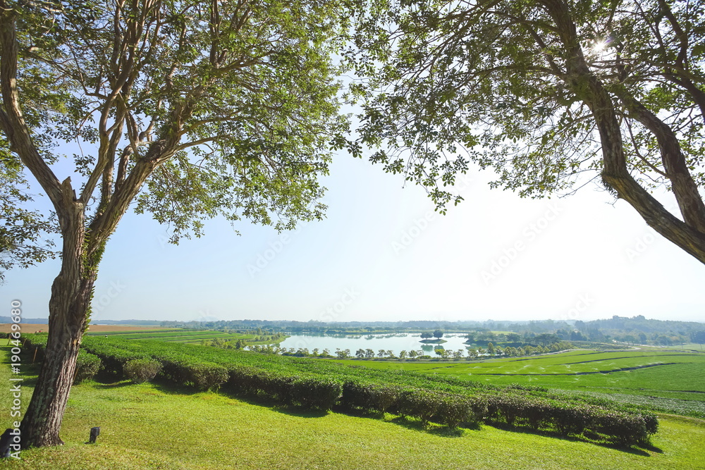 Beautiful view tree and tea plantation with lake Beautiful view tree and tea plantation with lake