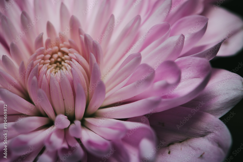 Macro Close up of pink chrysanthemum