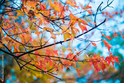 Maple leaves change color in autumn season