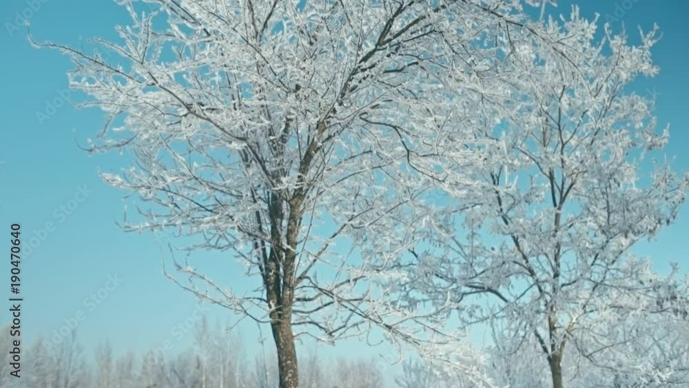 Frozen winter landscape. Beautiful frosty sunny winter landscape. Converted from raw. Rec 709 Frozen winter landscape. Beautiful frosty sunny winter landscape. Converted from raw. Rec 709