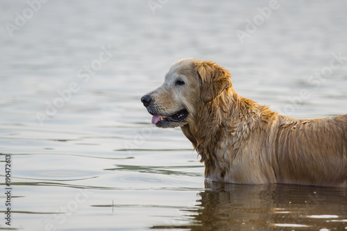 Golden Retriever dog in the water