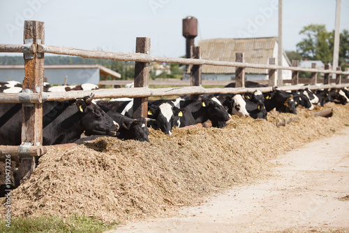 Caws in row, breeding on bio farm photo