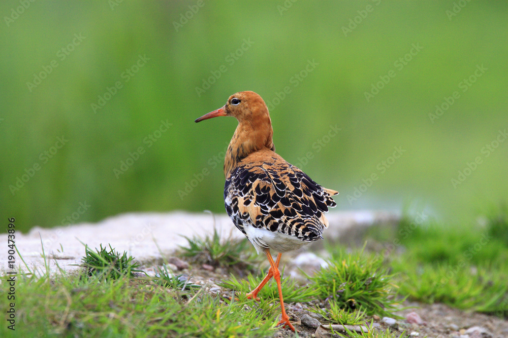 Single Ruff bird on grassy wetlands during a spring nesting period Single Ruff bird on grassy wetlands during a spring nesting period