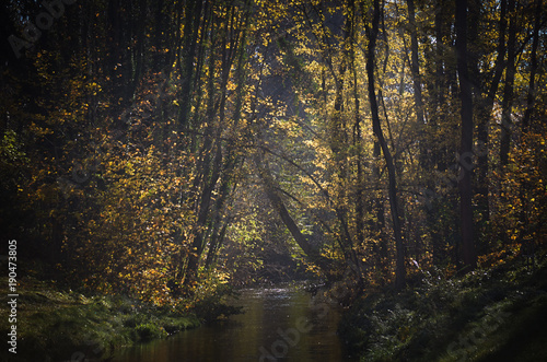 Herbstwald © zwergl0611