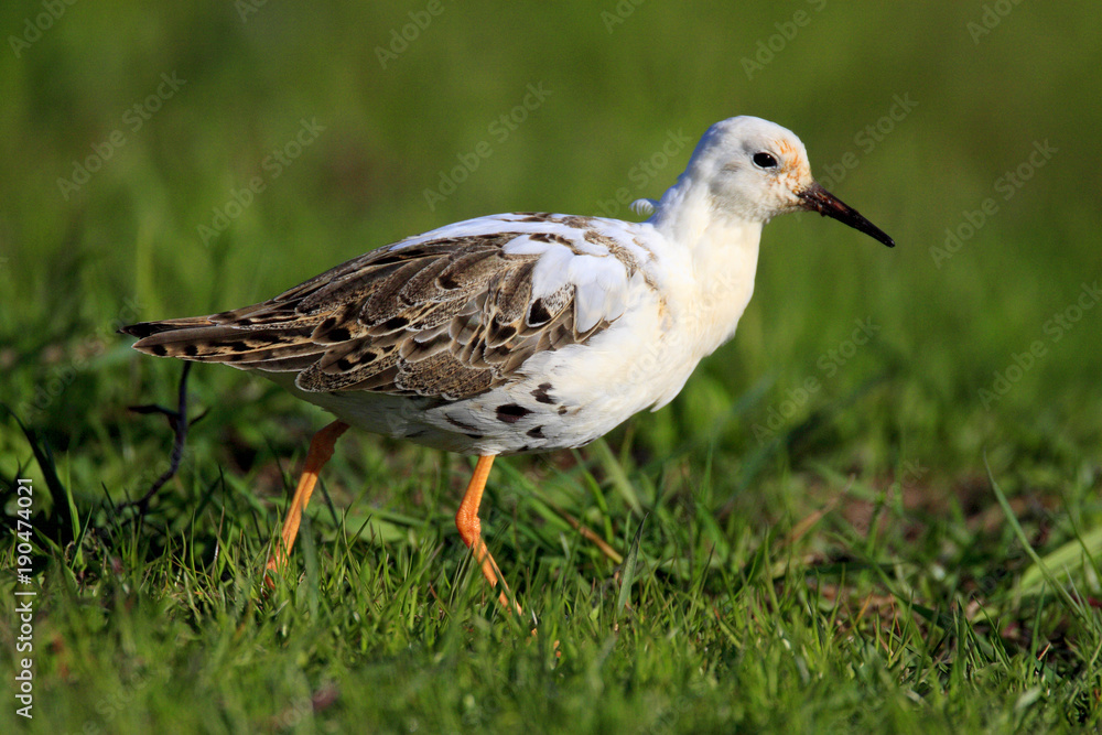 Single Ruff bird on grassy wetlands during a spring nesting period Single Ruff bird on grassy wetlands during a spring nesting period