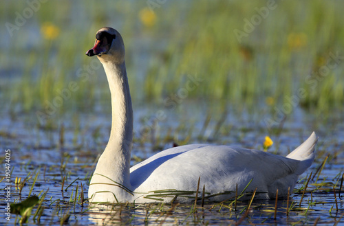 Fototapeta Naklejka Na Ścianę i Meble -  Single Mute swan bird on a water surface during a spring nesting period