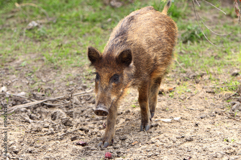 Single juvenile Wild boar in a forest during summer period Single juvenile Wild boar in a forest during summer period