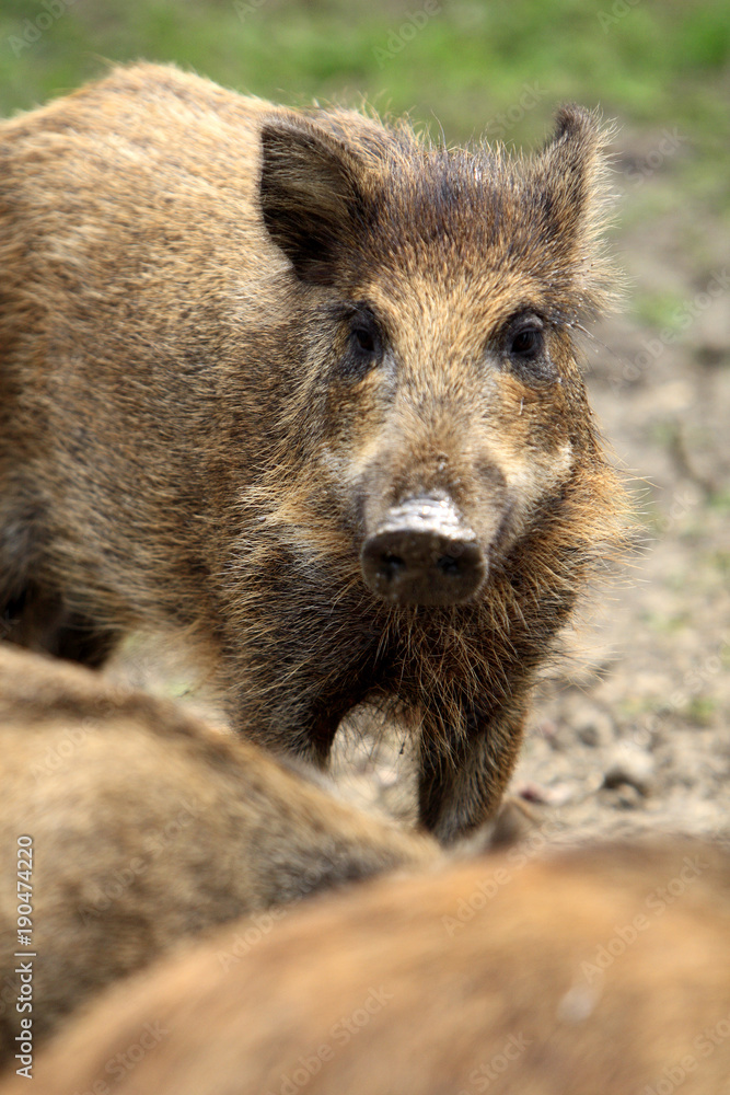Single juvenile Wild boar in a forest during summer period Single juvenile Wild boar in a forest during summer period