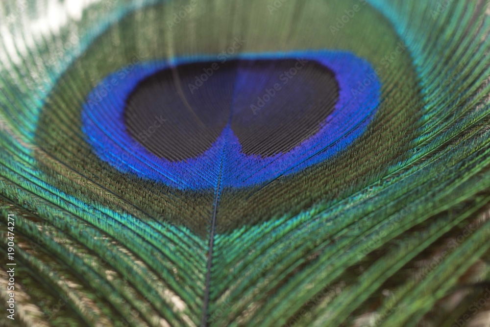 Naklejka premium Peacock feather closeup