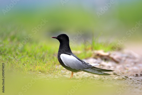 Single White-winged Black Tern bird on grassy wetlands during a spring nesting period