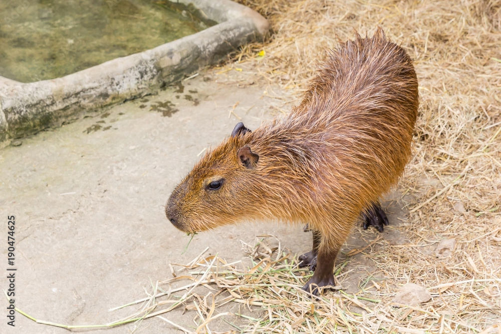 A Capybara (hydrochoerus hydrochaeris) walking on bare ground against a blurred natural background A Capybara (hydrochoerus hydrochaeris) walking on bare ground against a blurred natural background
