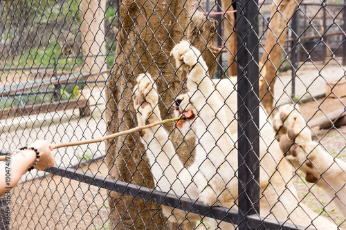 A white Tiger eats meat in a zoo cage