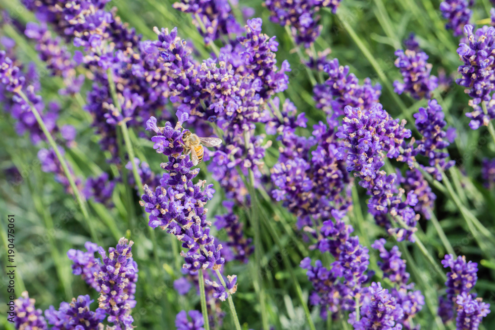 Obraz premium Biene in Lavendelfeld 