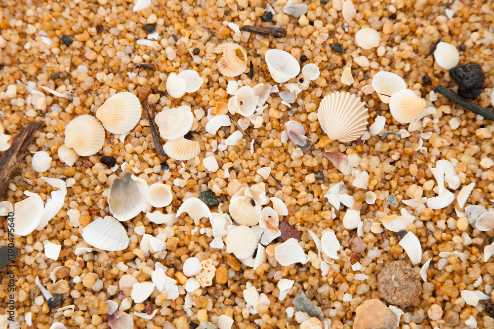 Beautiful sea shells on the beach