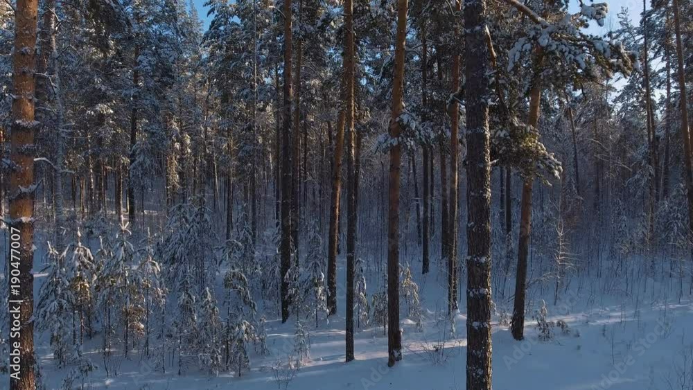 Spruce winter forest in clear winter weather: thin trunks of pine trees, tall trees. Beautiful scenery of the winter Siberian nature, snow, frost. Walk in the winter forest. Spruce winter forest in clear winter weather: thin trunks of pine trees, tall trees. Beautiful scenery of the winter Siberian nature, snow, frost. Walk in the winter forest.